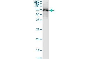 Immunoprecipitation of DDX53 transfected lysate using anti-DDX53 MaxPab rabbit polyclonal antibody and Protein A Magnetic Bead , and immunoblotted with DDX53 MaxPab mouse polyclonal antibody (B01) . (DDX53 antibody  (AA 1-631))