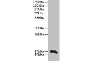 Western blot All lanes: Aif1 antibody at 2 μg/mL + THP-1 whole cell lysate Secondary Goat polyclonal to rabbit IgG at 1/10000 dilution Predicted band size: 17 kDa Observed band size: 17 kDa (Iba1 antibody  (AA 2-147))
