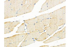 ABIN6259513 and ABIN6275914 at 1/100 staining Mouse muscle tissue by IHC-P.