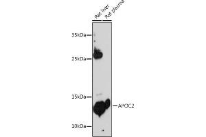 Western blot analysis of extracts of various cell lines, using  antibody (ABIN3022520, ABIN3022521, ABIN3022522 and ABIN6218875) at 1:500 dilution. (Apolipoprotein C-II antibody  (AA 1-101))