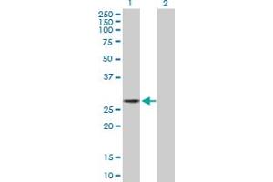 Western Blot analysis of LIN28 expression in transfected 293T cell line by LIN28 MaxPab polyclonal antibody. (LIN28A antibody  (AA 1-209))