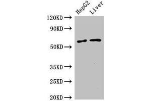 SLC2A9 antibody  (AA 473-511)