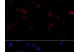 Immunofluorescence (IF) image for anti-Filamin A, alpha (FLNA) antibody (ABIN7259092)