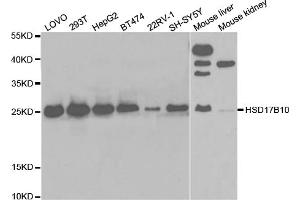Western blot analysis of extracts of various cell lines, using HSD17B10 antibody (ABIN5973165) at 1/1000 dilution. (HSD17B10 antibody)