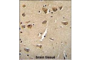 CPLX3 Antibody (Center) (ABIN654609 and ABIN2844309) immunohistochemistry analysis in formalin fixed and paraffin embedded human brain tissue followed by peroxidase conjugation of the secondary antibody and DAB staining. (CPLX3 antibody  (AA 52-81))