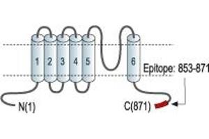 Representative domain view of the target of ABIN7885607.