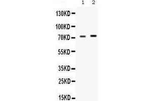 Western blot analysis of STIP1 expression in rat testis extract (lane 1) and MCF-7 whole cell lysates (lane 2).