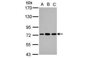 Image no. 2 for anti-Poly(A) Binding Protein, Cytoplasmic 3 (PABPC3) (AA 411-631) antibody (ABIN1500005) (PABPC3 antibody  (AA 411-631))
