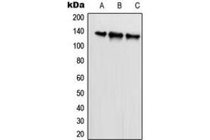 Western blot analysis of SCAF1 expression in HeLa (A), U2OS (B), NIH3T3 (C) whole cell lysates. (SCAF1 antibody  (N-Term))