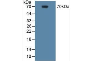 Detection of COX 2 in Mouse RAW 2647 Cells using Polyclonal Antibody to Cyclooxygenase-2 (COX 2) (PTGS2 antibody  (AA 187-425))