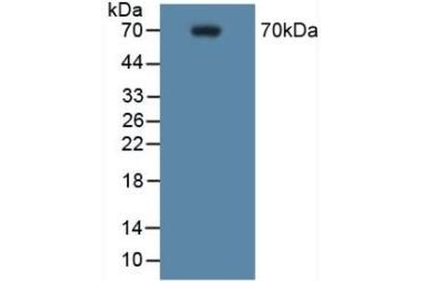 PTGS2 antibody  (AA 187-425)