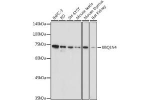 Western blot analysis of extracts of various cell lines, using UBQLN4 antibody (ABIN7271124) at 1:1000 dilution. (UBQLN4 antibody  (AA 300-390))