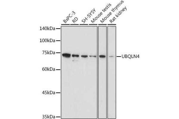 UBQLN4 抗体  (AA 300-390)