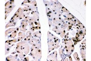 IHC-P: DJ-1 antibody testing of mouse pancreas tissue.
