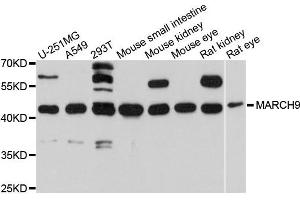 Western blot analysis of extracts of various cells, using MARCH9 antibody. (MARCH9 antibody)