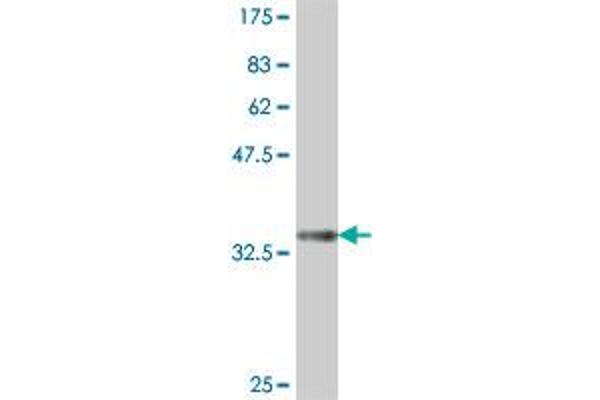 Sep 15 antibody  (AA 97-165)