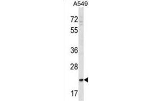 Western Blotting (WB) image for anti-SLAM Family Member 9 (SLAMF9) antibody (ABIN2998643) (SLAMF9 antibody)