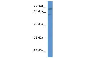 WB Suggested Anti-Slc26a2 Antibody   Titration: 1. (SLC26A2 antibody  (C-Term))