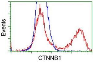 Image no. 7 for anti-Catenin (Cadherin-Associated Protein), beta 1, 88kDa (CTNNB1) antibody (ABIN1496890) (CTNNB1 antibody)