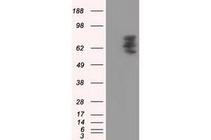 Image no. 1 for anti-phosphodiesterase 4A, CAMP-Specific (PDE4A) antibody (ABIN1500089) (PDE4A antibody)