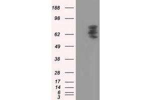 Image no. 1 for anti-phosphodiesterase 4A, CAMP-Specific (PDE4A) antibody (ABIN1500089)