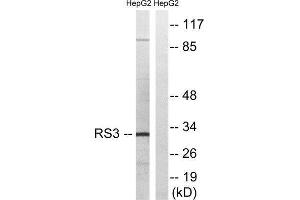 Western Blotting (WB) image for anti-Ribosomal Protein S3 (RPS3) (C-Term) antibody (ABIN1850588)