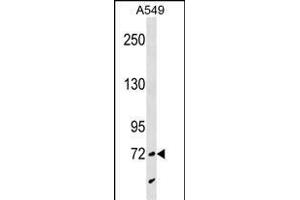 SYTL4 Antibody (N-term) (ABIN1539426 and ABIN2850356) western blot analysis in A549 cell line lysates (35 μg/lane).