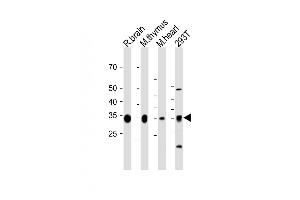 All lanes : Anti-GPD1L Antibody (N-term) at 1:1000 dilution Lane 1: Rat brain tissue lysate Lane 2: Mouse thymus tissue lysate Lane 3: Mouse heart tissue lysate Lane 4: 293T cell lysate Lysates/proteins at 20 μg per lane. (GPD1L antibody  (N-Term))