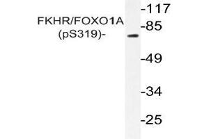 Western blot (WB) analysis of p-FKHR/FOXO1A antibody in extracts from HeLa cells (FOXO1 antibody  (pSer319))
