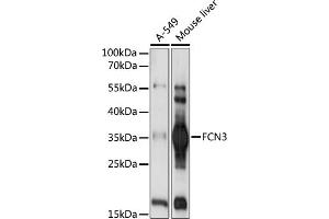 Western blot analysis of extracts of various cell lines, using FCN3 antibody (ABIN7267202) at 1:1000 dilution. (FCN3 antibody  (AA 13-288))