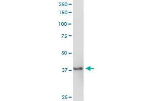PPID MaxPab polyclonal antibody. (PPID antibody  (AA 1-370))