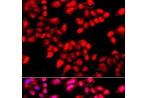 Immunofluorescence analysis of A549 cells using KU70 Polyclonal Antibody (XRCC6 antibody)