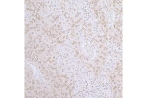 Immunohistochemistry (IHC) image for anti-LAP2 beta gamma/tmpo (AA 350-400) antibody (ABIN7455057) (LAP2 beta gamma/tmpo (AA 350-400) antibody)