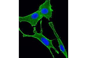 Immunofluorescent analysis of 4 % paraformaldehyde-fixed, 0. (GNA11 antibody  (AA 115-146))