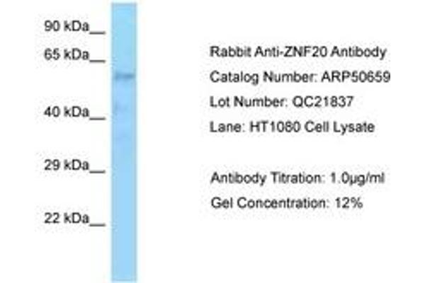 ZNF20 anticorps  (AA 449-498)