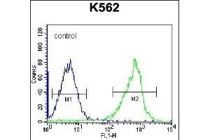 GSTM5 Antibody (N-term) (ABIN656656 and ABIN2845897) flow cytometric analysis of K562 cells (right histogram) compared to a negative control cell (left histogram). (GSTM5 antibody  (N-Term))