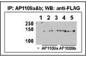 Immunoprecipitation (IP) image for anti-Histone Deacetylase 9 (HDAC9) (AA 2-32), (N-Term) antibody (ABIN387960)