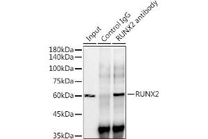 Immunoprecipitation analysis of 300 μg extracts of Mouse testis cells using 3 μg RUNX2 antibody (ABIN7270117). (RUNX2 antibody)