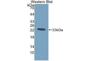 Western Blotting (WB) image for anti-Gremlin 1 (GREM1) (AA 26-184) antibody (ABIN1980415)