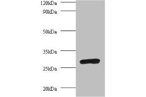 PSMA7 抗体  (AA 5-232)