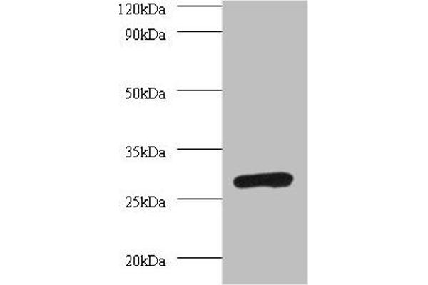 PSMA7 anticorps  (AA 5-232)