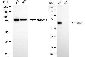 Western blotting analysis using G3BP antibody (ABIN7798814).