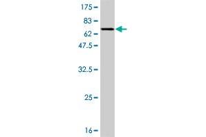 Western Blot detection against Immunogen (65. (MAPK13 antibody  (AA 1-365))