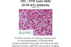 Image no. 1 for anti-Spleen tyrosine Kinase (SYK) (AA 5-360) antibody (ABIN1724001) (SYK antibody  (AA 5-360))