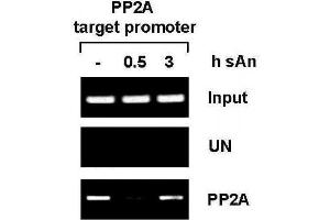 PP2A antibody (pAb) tested by ChIP analysis. (PPP2R4 antibody  (AA 288-303))