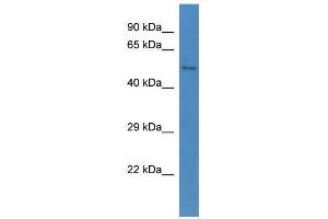 Western Blot showing Ccbe1 antibody used at a concentration of 1. (CCBE1 antibody  (C-Term))