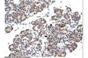 Image no. 1 for anti-Hairy and Enhancer of Split 6 (HES6) (C-Term) antibody (ABIN202083) (HES6 antibody  (C-Term))