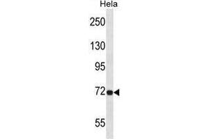 TCF12 Antibody (N-term) western blot analysis in Hela cell line lysates (35ug/lane). (TCF12 antibody  (N-Term))