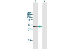 AP3M2 antibody  (AA 1-418)