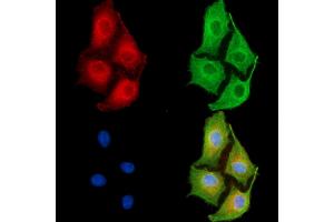 ABIN6263368 and ABIN6279540 staining  cells by IF/ICC. (MRPL33 antibody  (Internal Region))